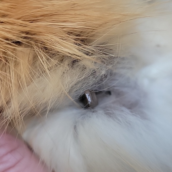 Vintage 90's Red Fox jacket - Picture 6 of 6